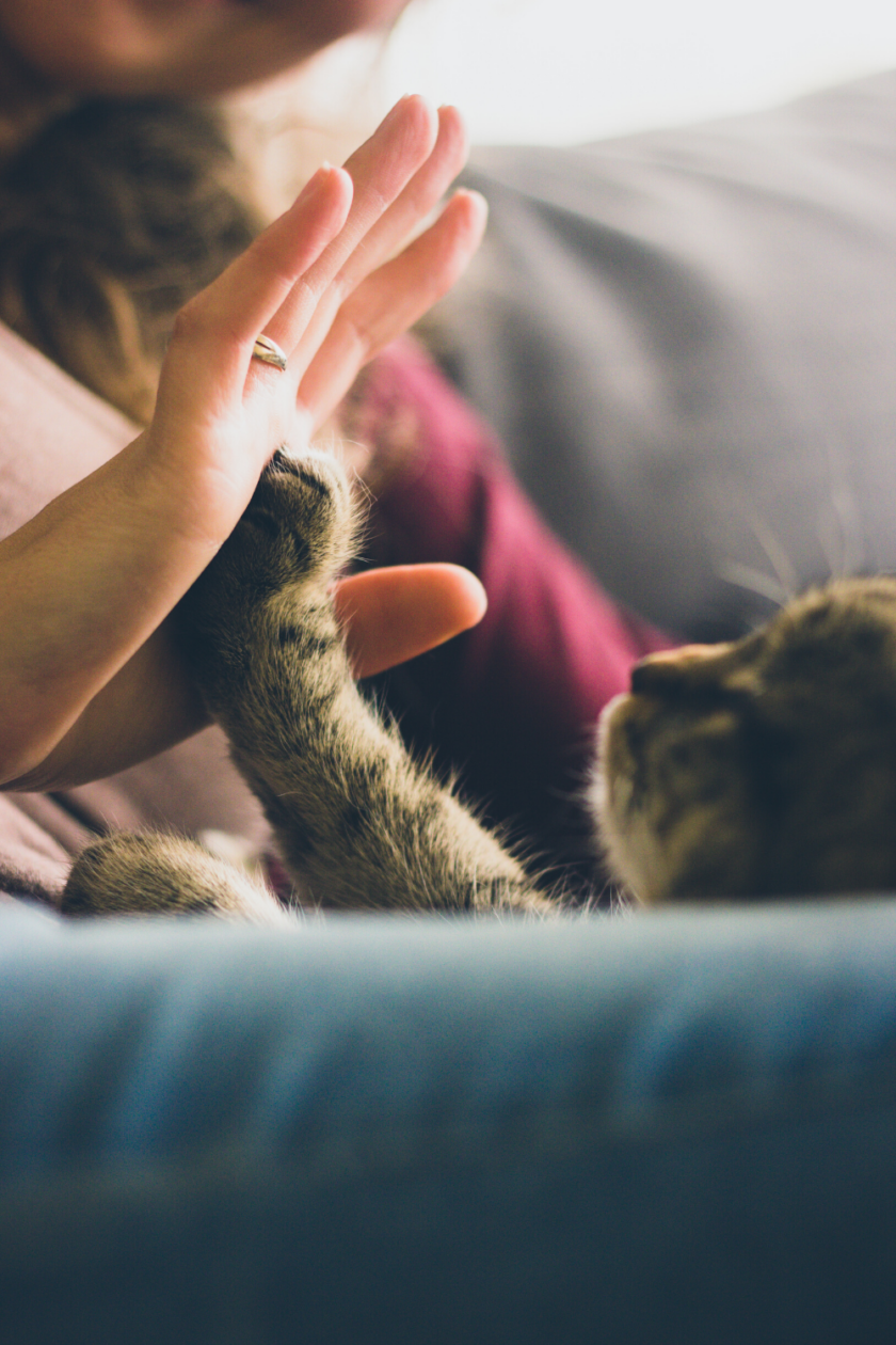 Highfive mandagstip kat bagvrk.dk