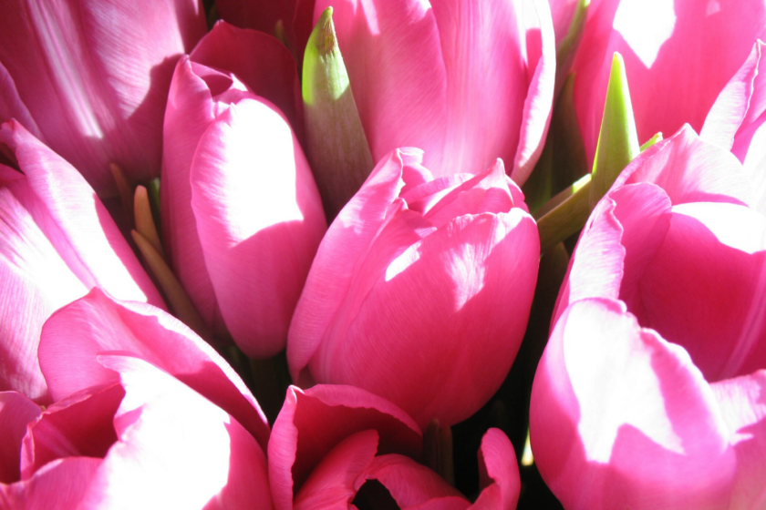 Mors dag pink tulipaner Bagvrk.dk